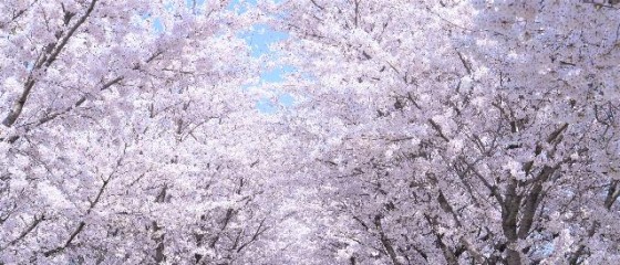 올해 경기도 벚꽃 개화 3월 말 안양부터 시작. 작년과 비슷한 시기